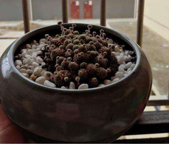 夏天多肉放阳台的哪边