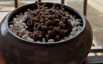 夏天多肉放阳台的哪边 好些