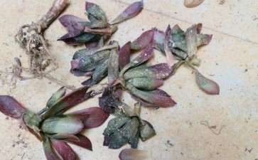 还没到夏天 多肉就死了这么多 图片