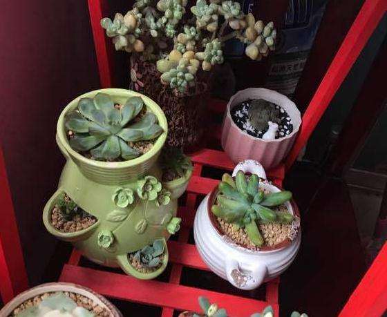 请问夏天多肉晒太阳晒多久合适