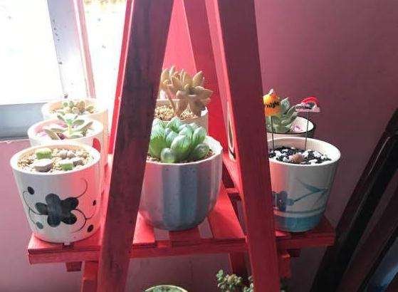 请问夏天多肉晒太阳晒多久合适