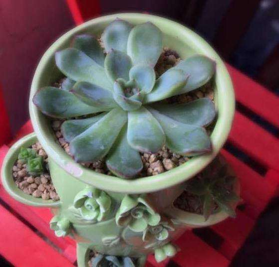 请问夏天多肉晒太阳晒多久合适