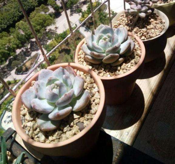 夏天多肉日晒时间不长 所以上盆就晒了