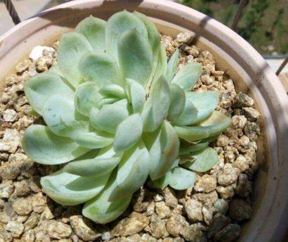 夏天多肉日晒时间不长 所以上盆就晒了