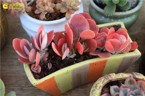 怎么辨别多肉是夏季休眠 还是冬季休眠