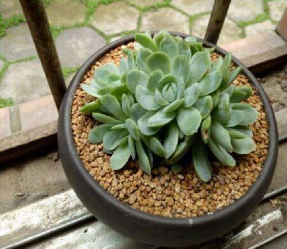 为什么夏天的冰梅多肉真难看对比图