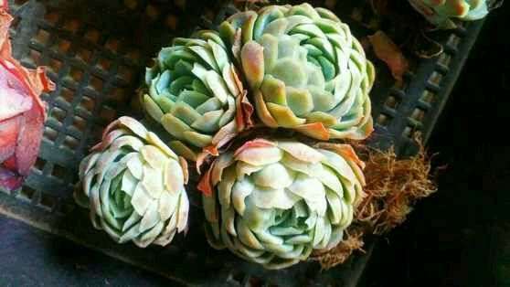 为什么夏天的冰梅多肉真难看对比图