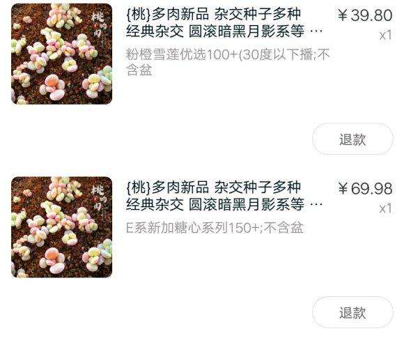 夏天多肉播种 怎么样 谁做过