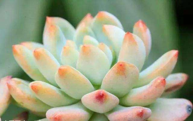 夏天把多肉放在北面阳台养能行吗