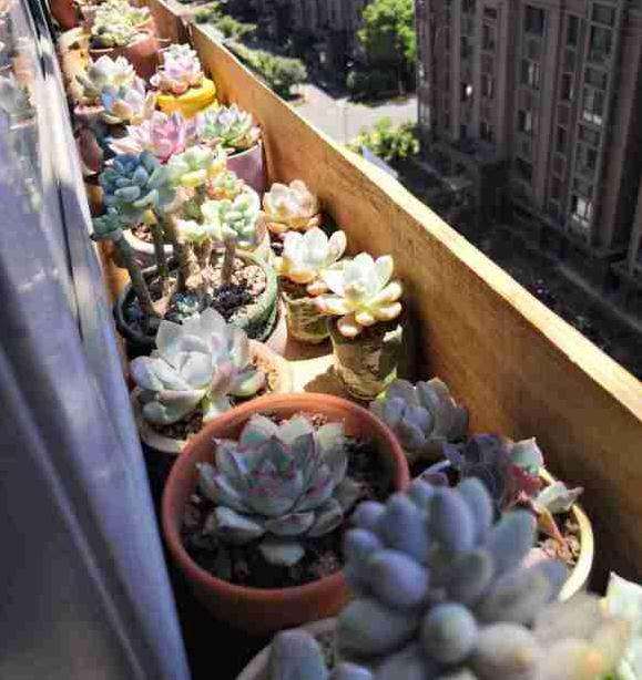 去年夏天多肉都死光了 怎么办