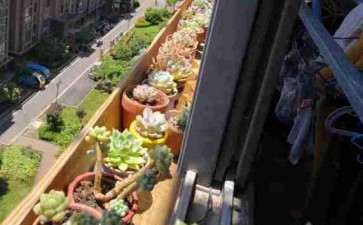 去年夏天多肉都死光了 怎么办