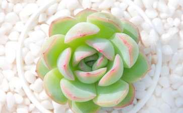 不同基质对多肉植物西西里生长发育的影响