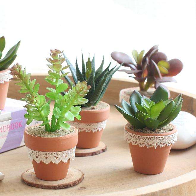 多肉生长和叶片颜色变化有什么相关