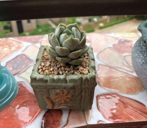 夏天高温快来了 多肉拍照记录一下现状