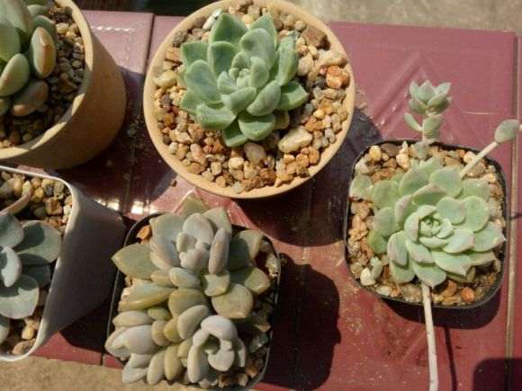 夏天多肉一直在露天阳台露养