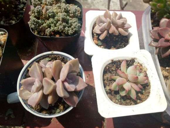 夏天多肉一直在露天阳台露养