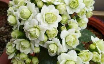 夏天多肉可以放在冰箱里吗 图片