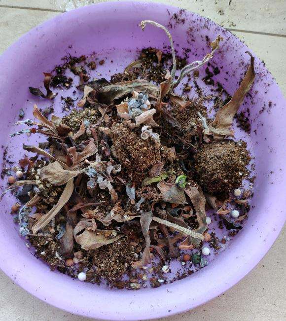 在广州夏天该如何养多肉