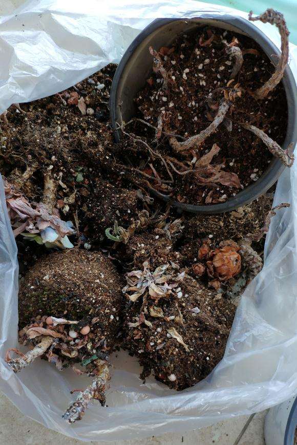 在广州夏天该如何养多肉