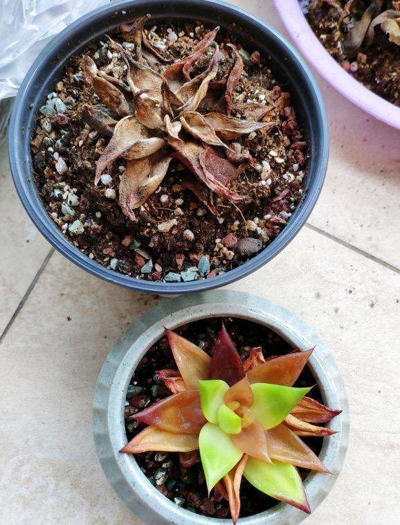 在广州夏天该如何养多肉