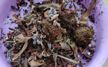 在广州夏天该如何养多肉 谁知道