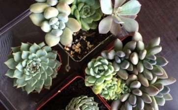 夏季室外窗台养多肉 似乎状态也不错