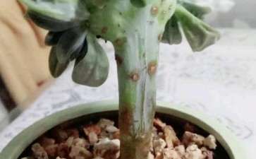 多肉过了夏季后叶子越发的皱 变小了