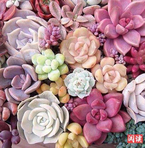 夏季气温到多少度 多肉要遮阳