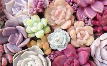 夏季气温到多少度 多肉要遮阳