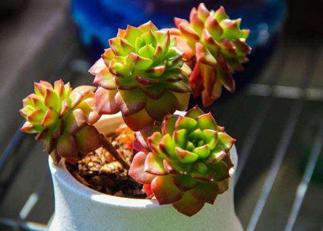 夏天多肉植物最适合的天气是多少度