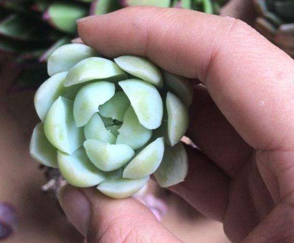 夏季阳台养多肉 可以用植物灯吗