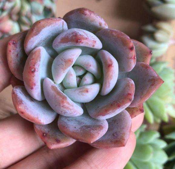 夏季阳台养多肉 可以用植物灯吗