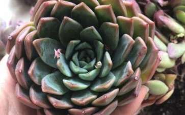 夏季阳台养多肉 可以用植物灯吗