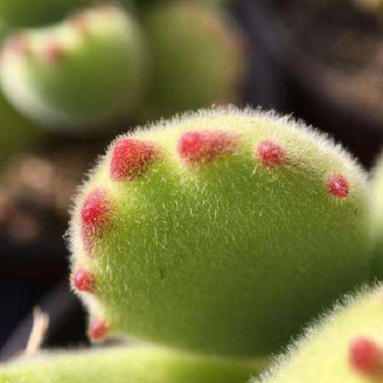 熊掌多肉为什么夏天那么容易掉叶子