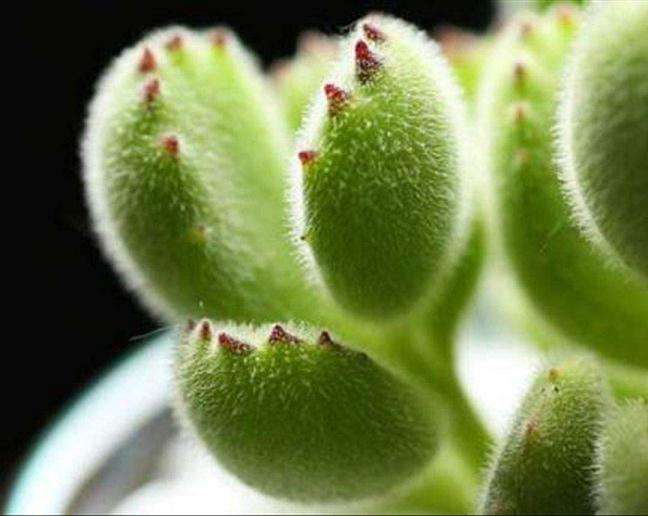 熊掌多肉为什么夏天那么容易掉叶子