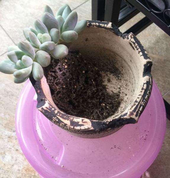 为什么夏天多肉浇水千万别浸盆