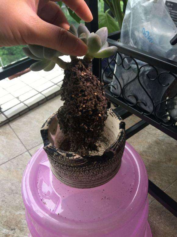 为什么夏天多肉浇水千万别浸盆