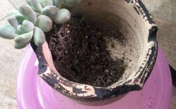 为什么夏天多肉浇水千万别浸盆