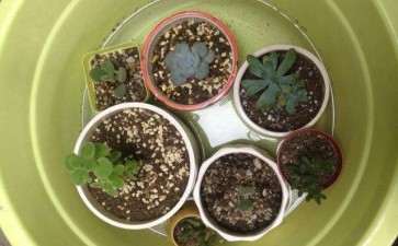 我昨晚多肉浸盆 忘记了 怎么办