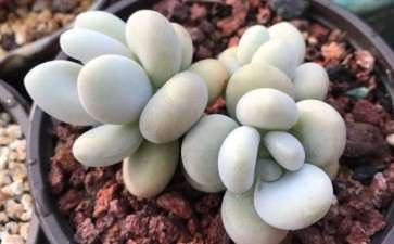 夏天多肉 你也敢浸盆 你是勇士