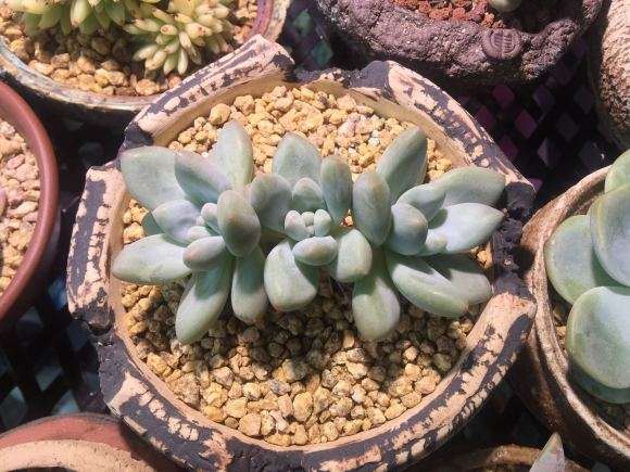 新移植的多肉可以浸盆吗