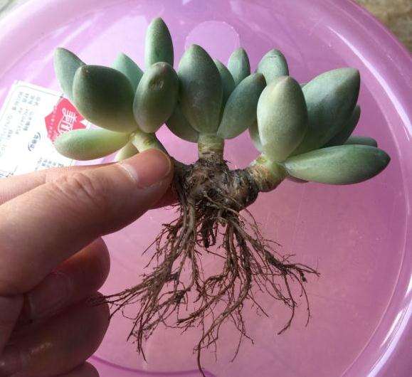 新移植的多肉可以浸盆吗