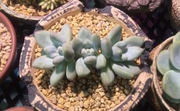 夏天新移植的多肉可以浸盆吗 用什么方法