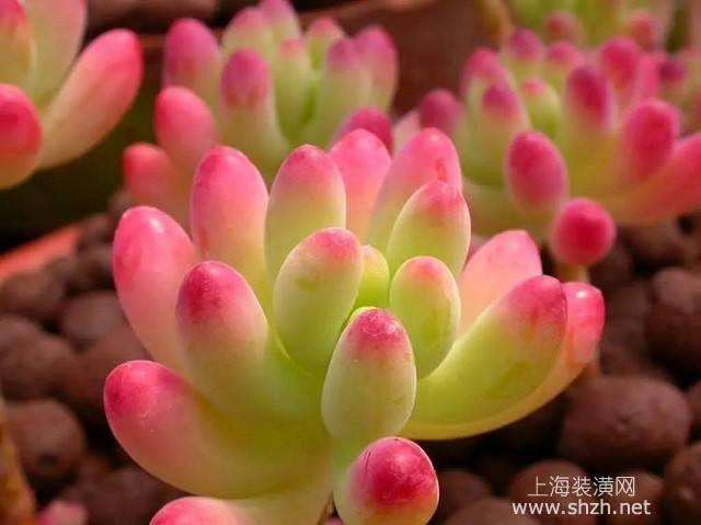 夏季在重庆怎么养多雨的方法