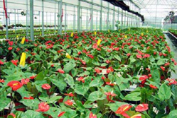 此次疫情对花卉生产企业影响很大