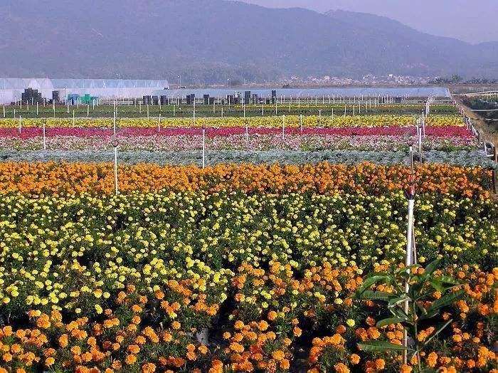 花卉企业如何把损失降到最低是关键