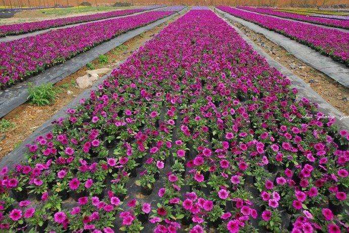 花卉企业如何把损失降到最低是关键