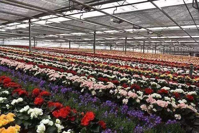 为什么疫情打乱了花卉园艺销售节奏