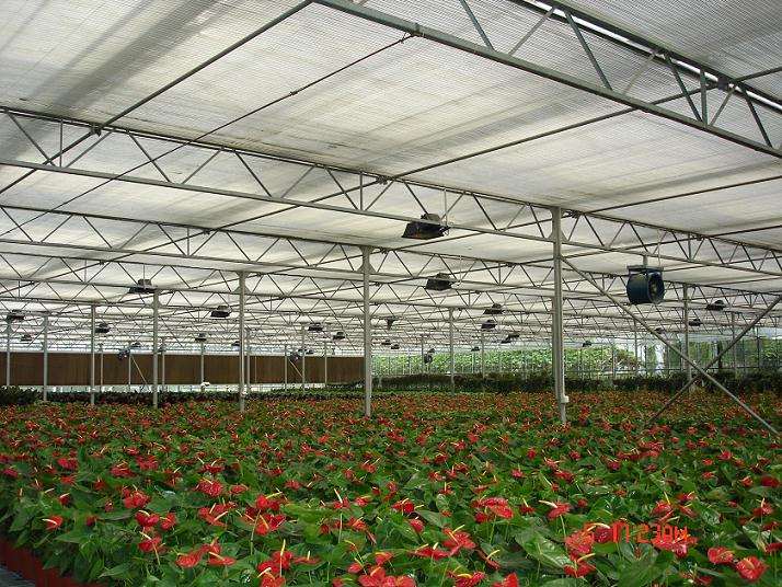 为什么疫情打乱了花卉园艺销售节奏