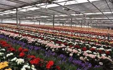 为什么疫情打乱了花卉园艺销售节奏